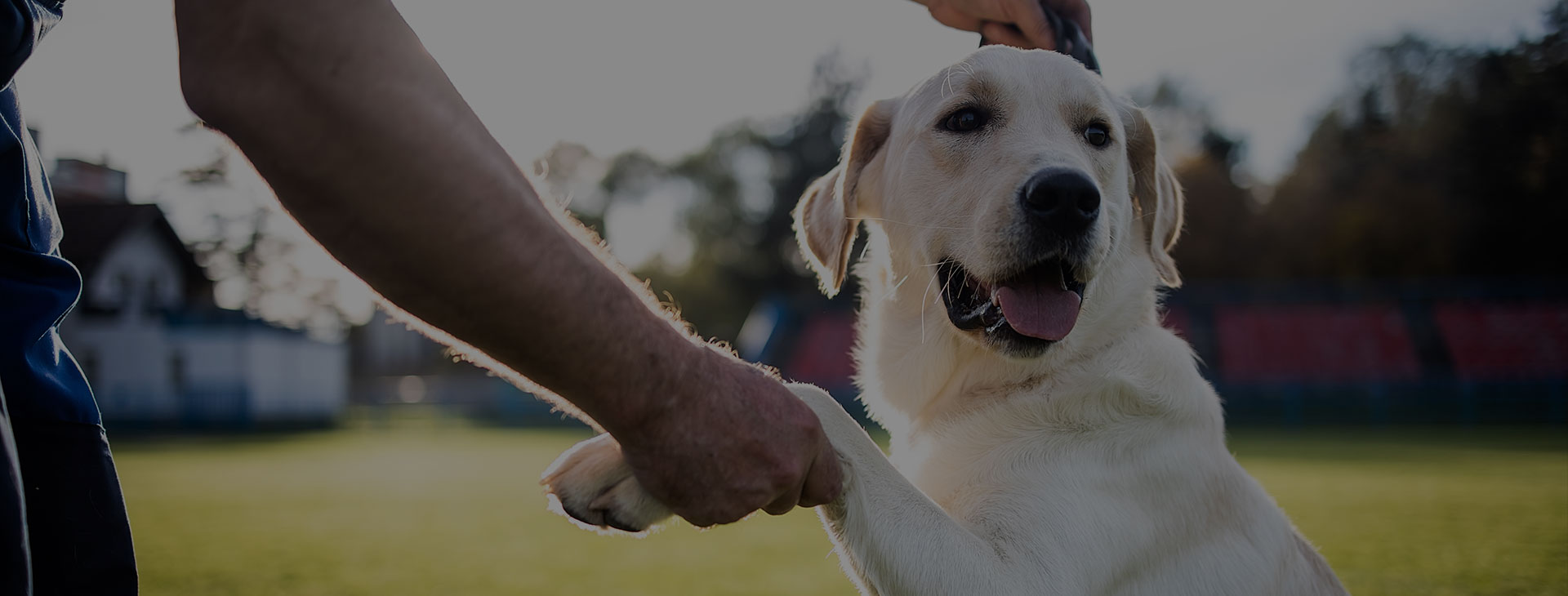 Balade éducative chien près de Montauban