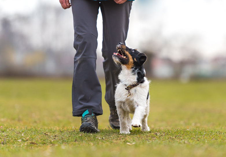 Éducateur canin près de Montauban