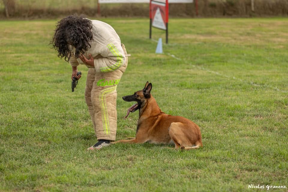 Rééducation comportementale chien Montauban