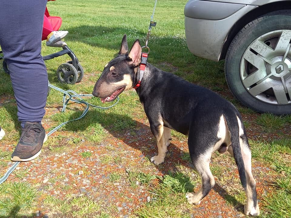 Bilan comportemental chien Montauban 