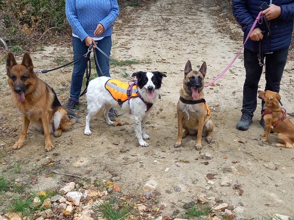 Balade éducative chien près de Montauban