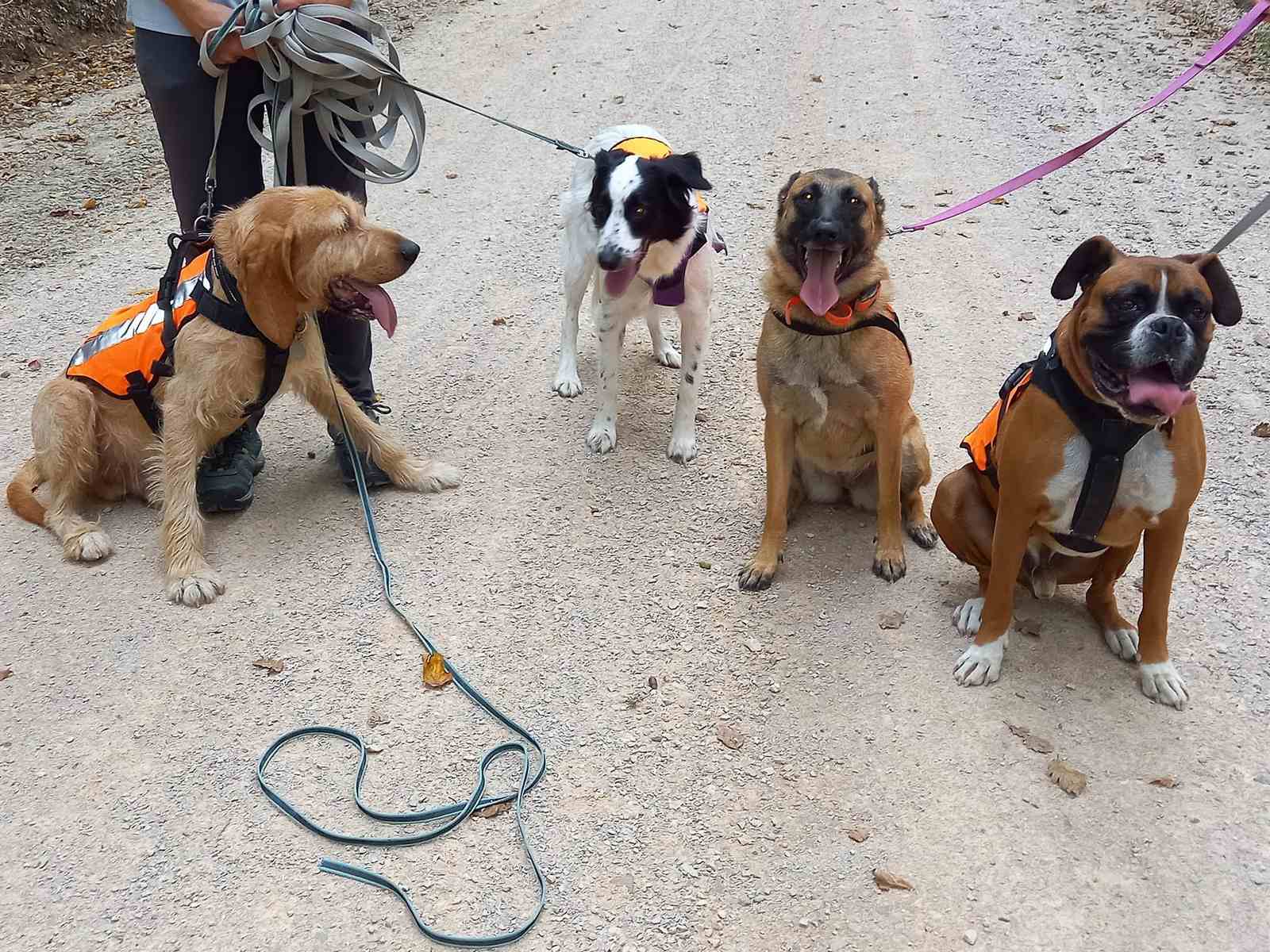 Balade éducative chien près de Montauban
