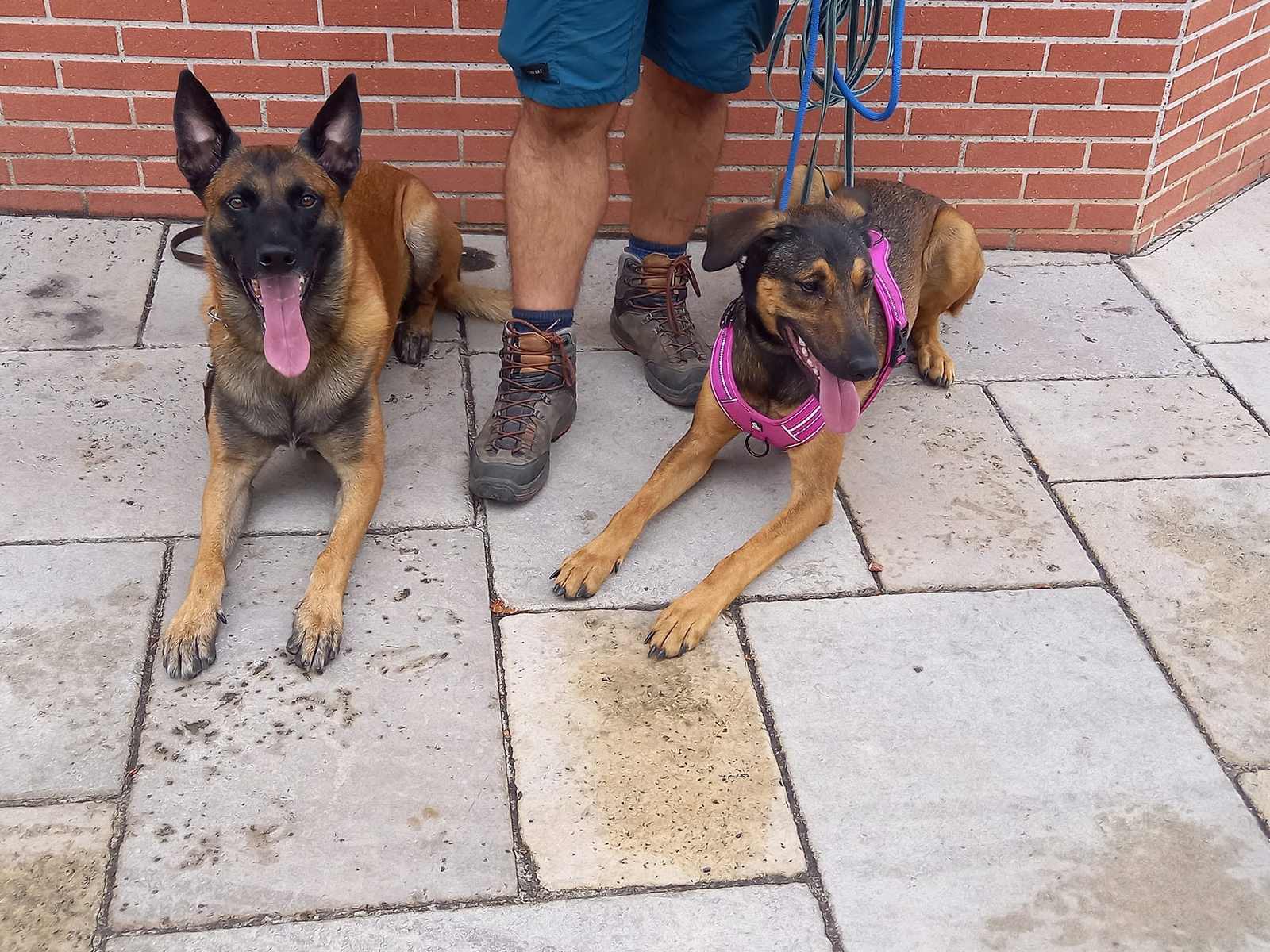 Bilan comportemental chien Montauban 