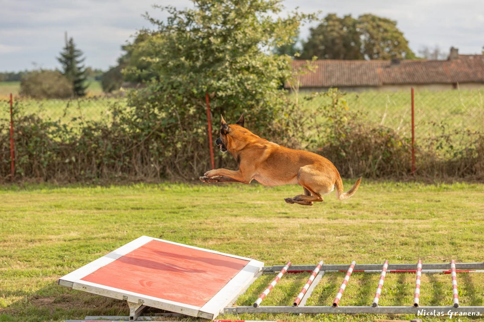 Soins énergétiques pour animaux Montauban 