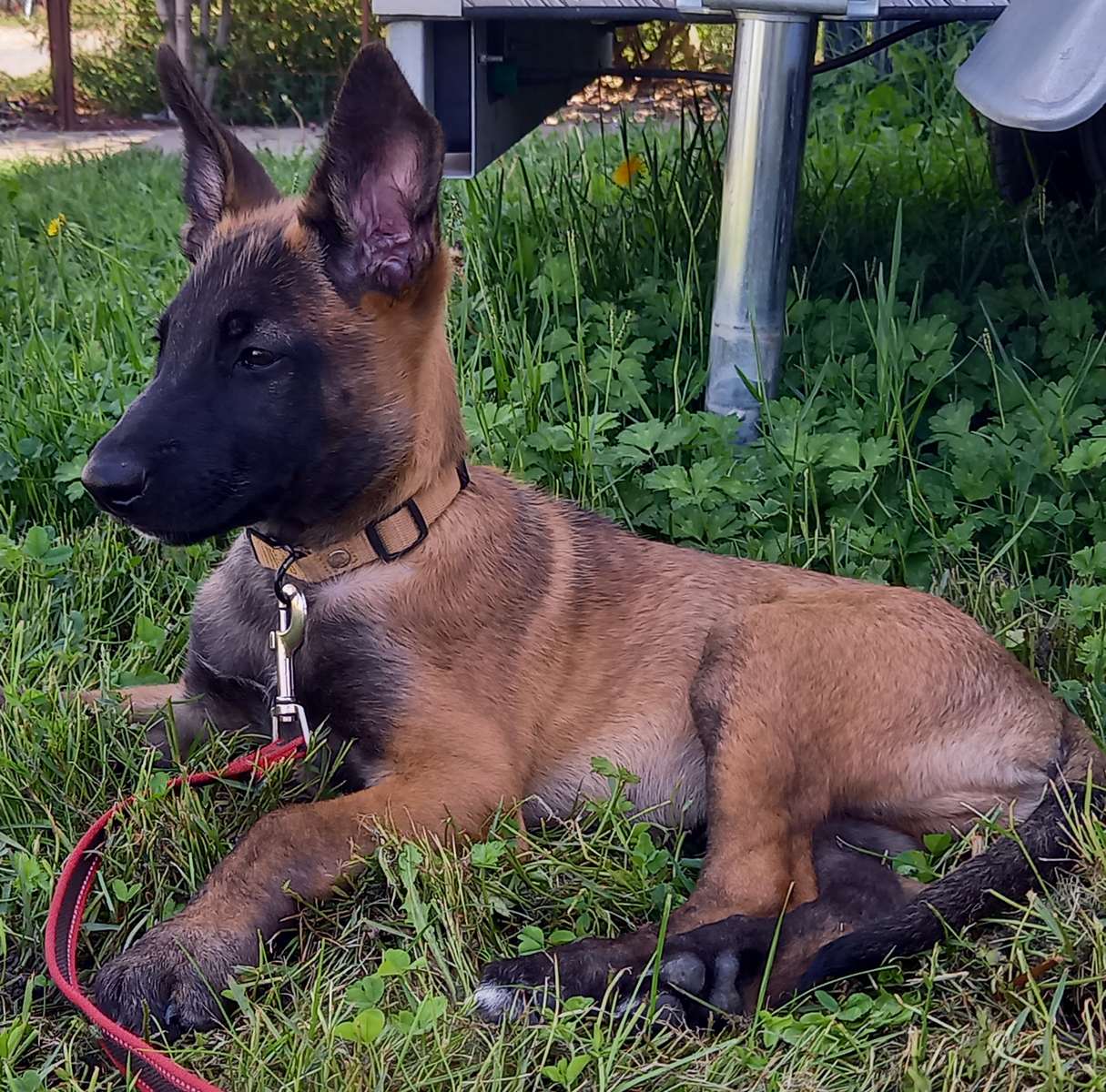 Balade éducative chien près de Montauban