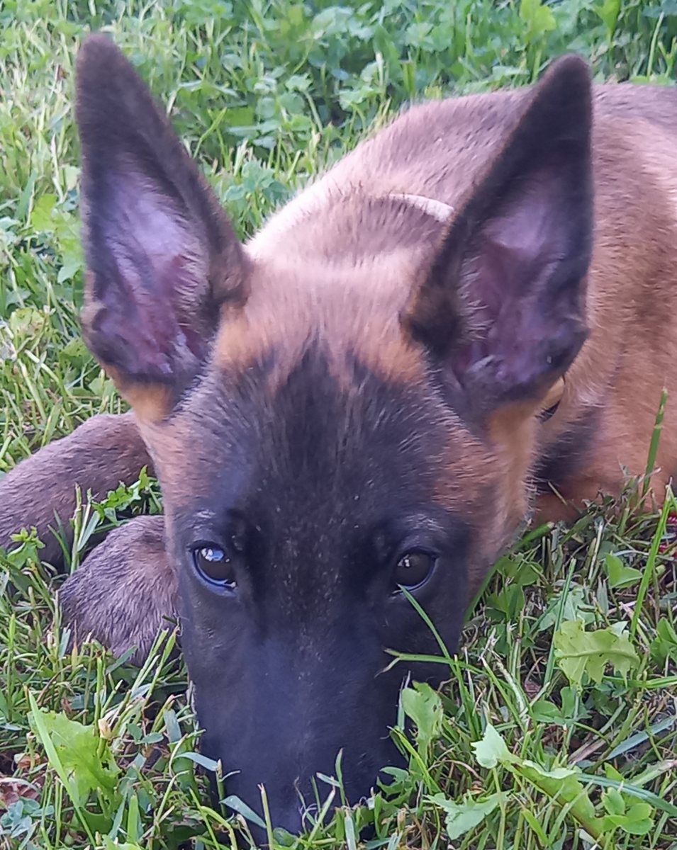 Balade éducative chien près de Montauban