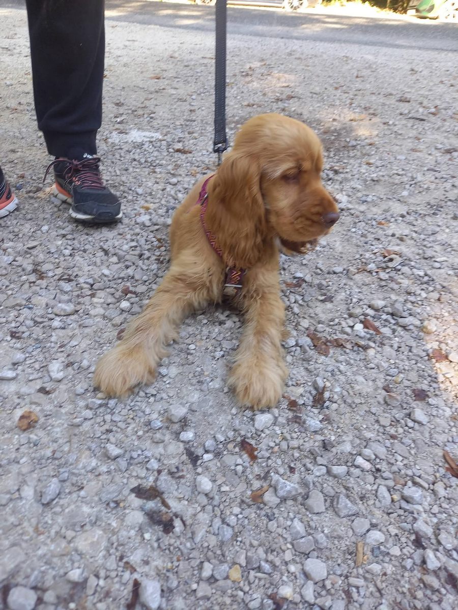 Balade éducative chien près de Montauban